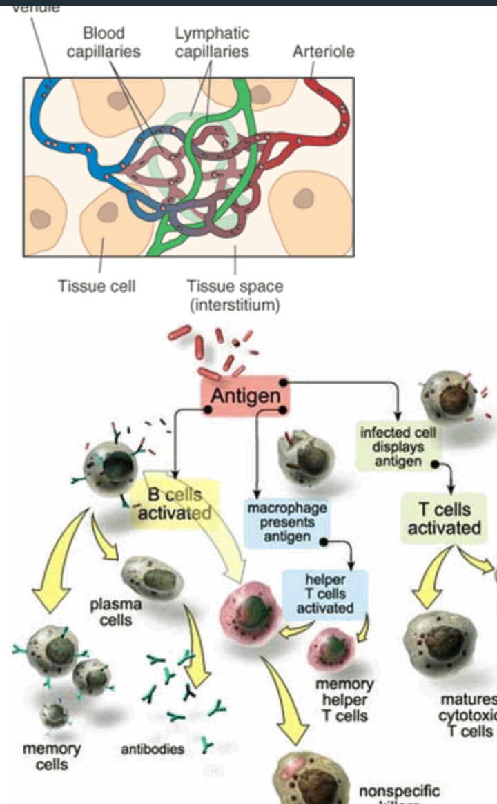 Immune system organs - www.24wikiss.blogspot.com