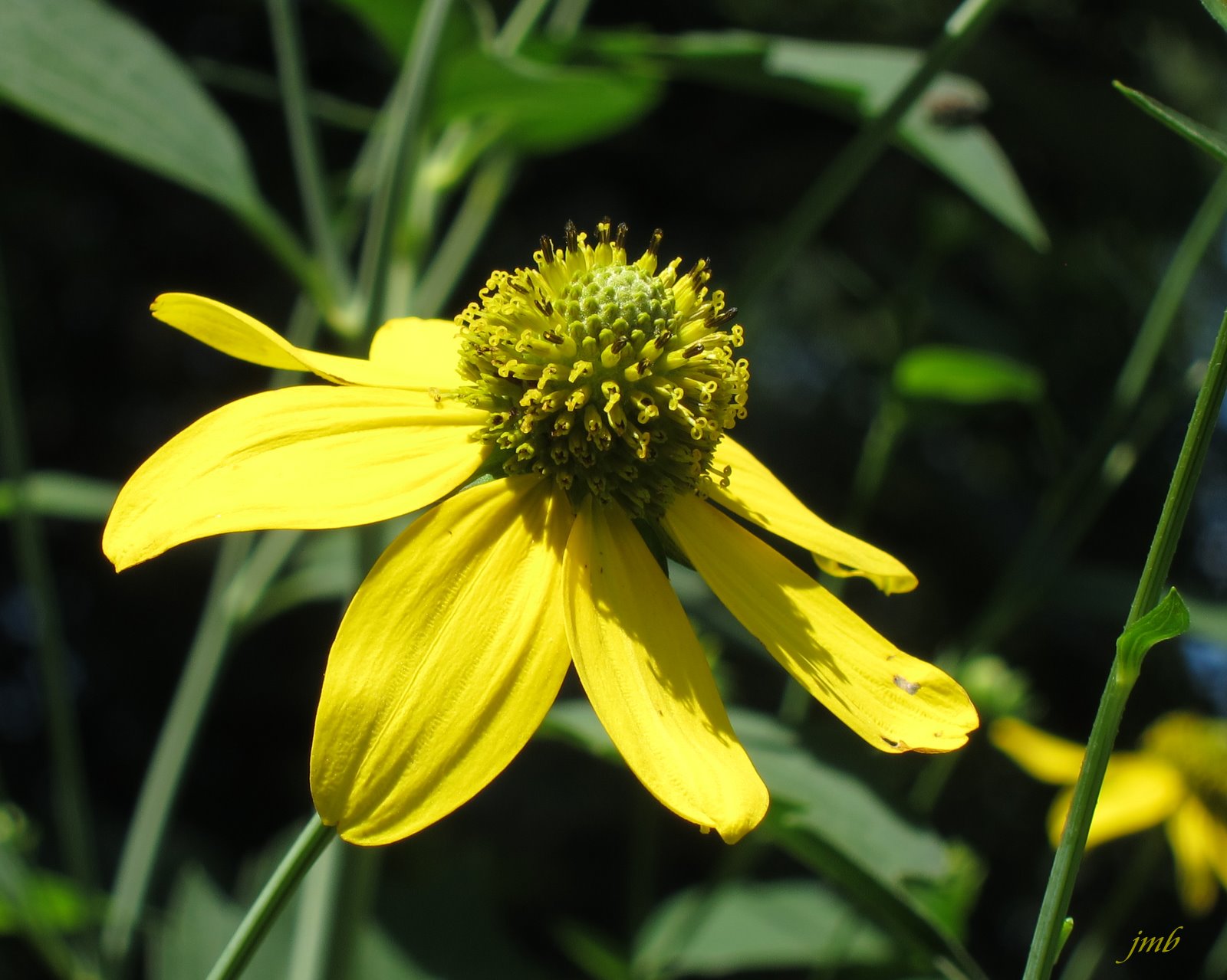 Seeing Anew Greenheaded coneflower Native Ohio Wildflower