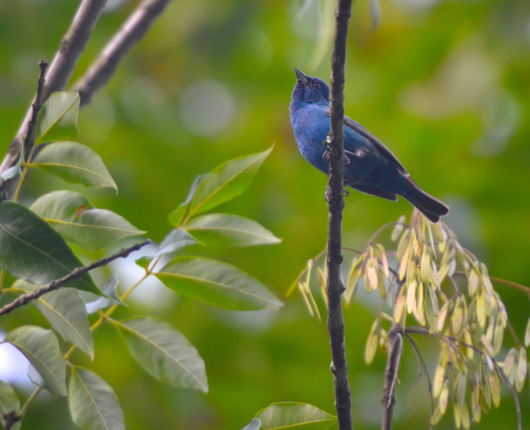 Red and the Peanut Indigo Bunting blue...
