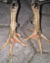 76+ Gambar Ayam Sisik Naga Tempur Paling Hist 76+ Gambar Ayam Sisik Naga Tempur Paling Hist