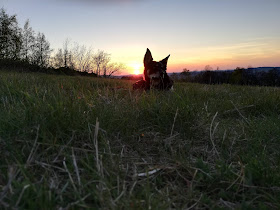 zachód słońca i pies