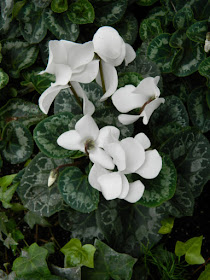 White cyclamen at the Allan Gardens Conservatory Christmas Flower Show 2015 by garden muses-not another Toronto gardening blog