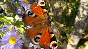 BERKUNJUNG KE MUSEUM KUPU-KUPU #museum