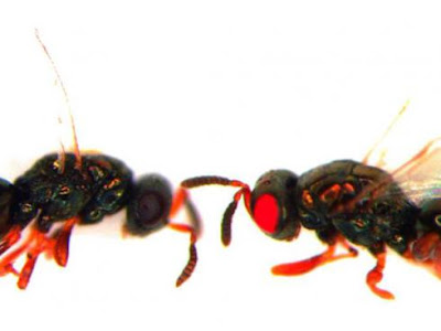 Учени са създали оси с червени очи! Red-eyed-wasp