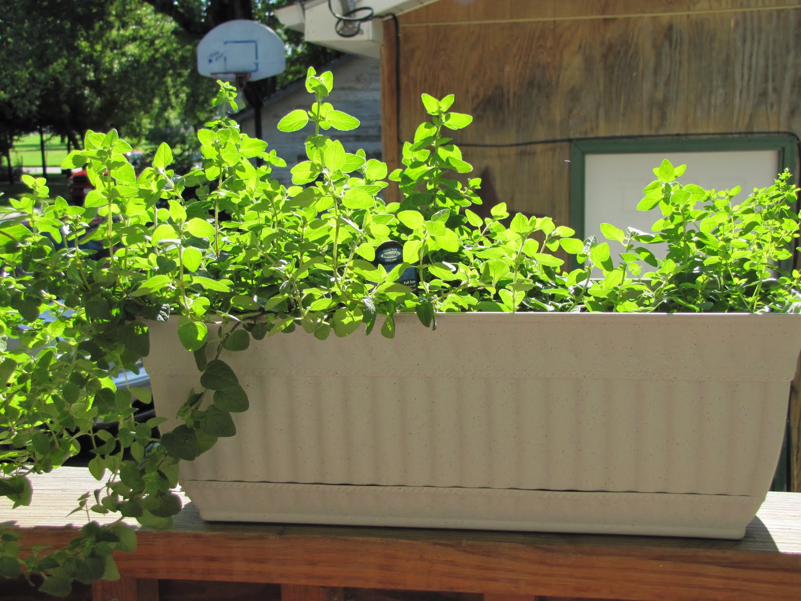 The Herb Garden OREGANO & Greek Salad Faithfulness Farm