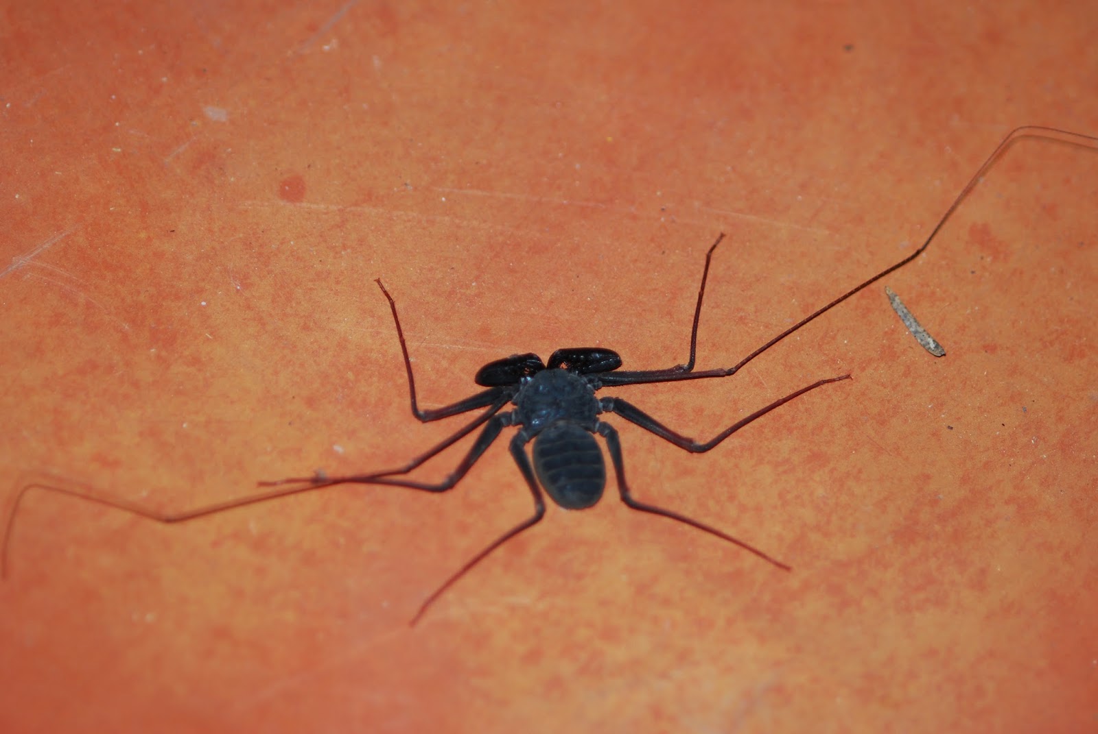 Kat Tracks Tailless Whip Scorpion