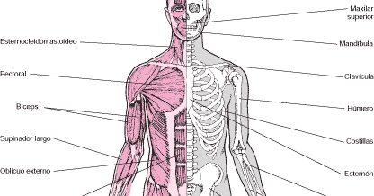 Cómo detener los espasmos musculares en el muslo