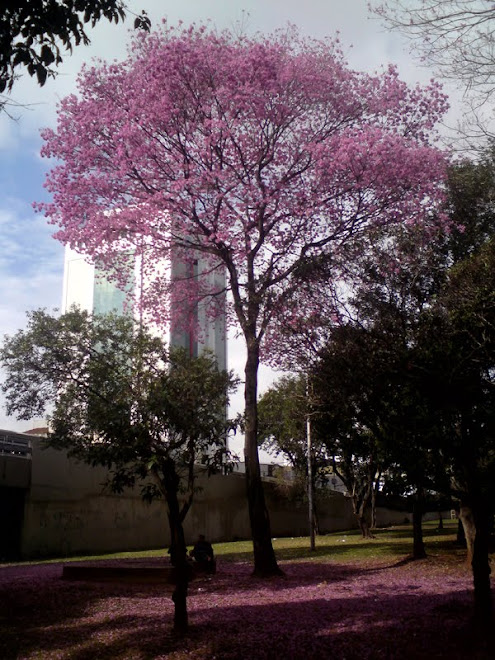 Ipê Roxo na Av. Tiradentes, próximo a estação Armêrnia do Metro.