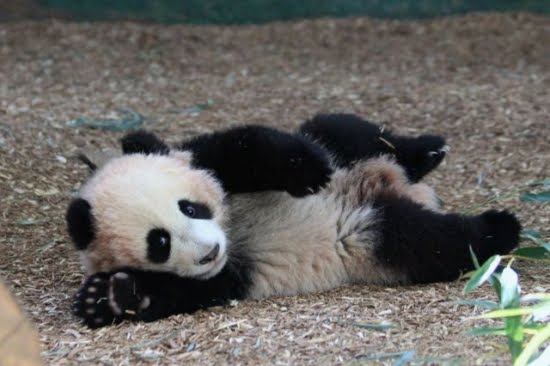 cute baby animals, baby animals, baby animal pictures, adorable baby animal pictures, cute baby panda, baby panda pictures