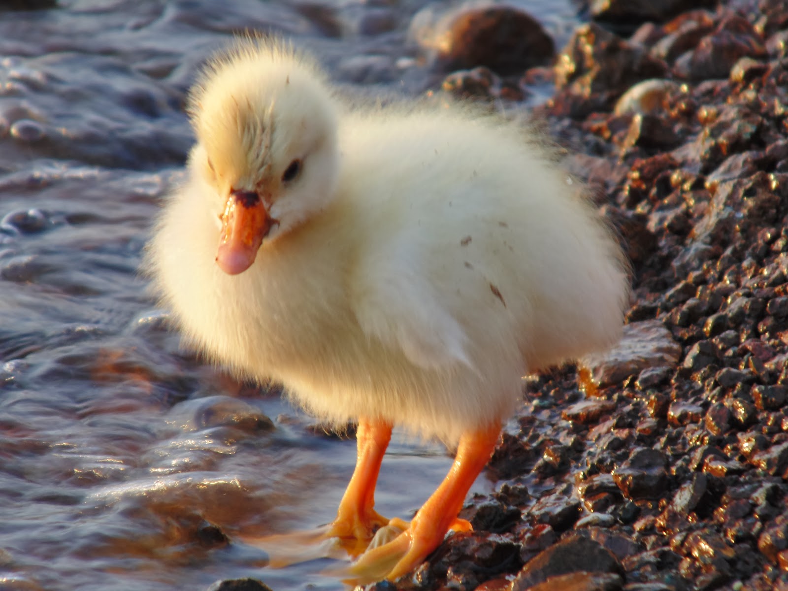 baby duck at pawana lake near pune