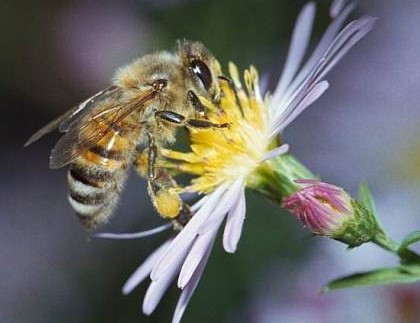 mengenal jenis jenis lebah penghasil madu
