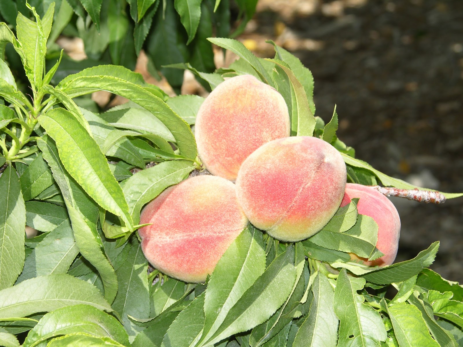 Xtremehorticulture of the Desert Thin Peaches and Nectarines