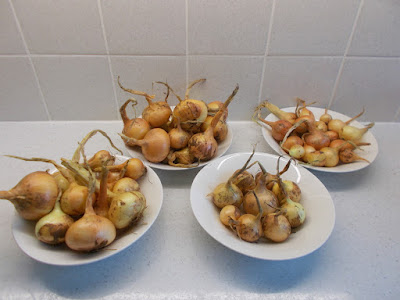 Harvested onions 80 Minute Allotment Green Fingered Blog