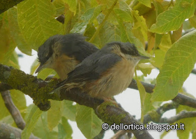 allocco picchio muratore uccelli rapaci birdwatching alla fattoria didattica dell ortica a Savigno Valsamoggia Bologna in Appennino vicino Zocca