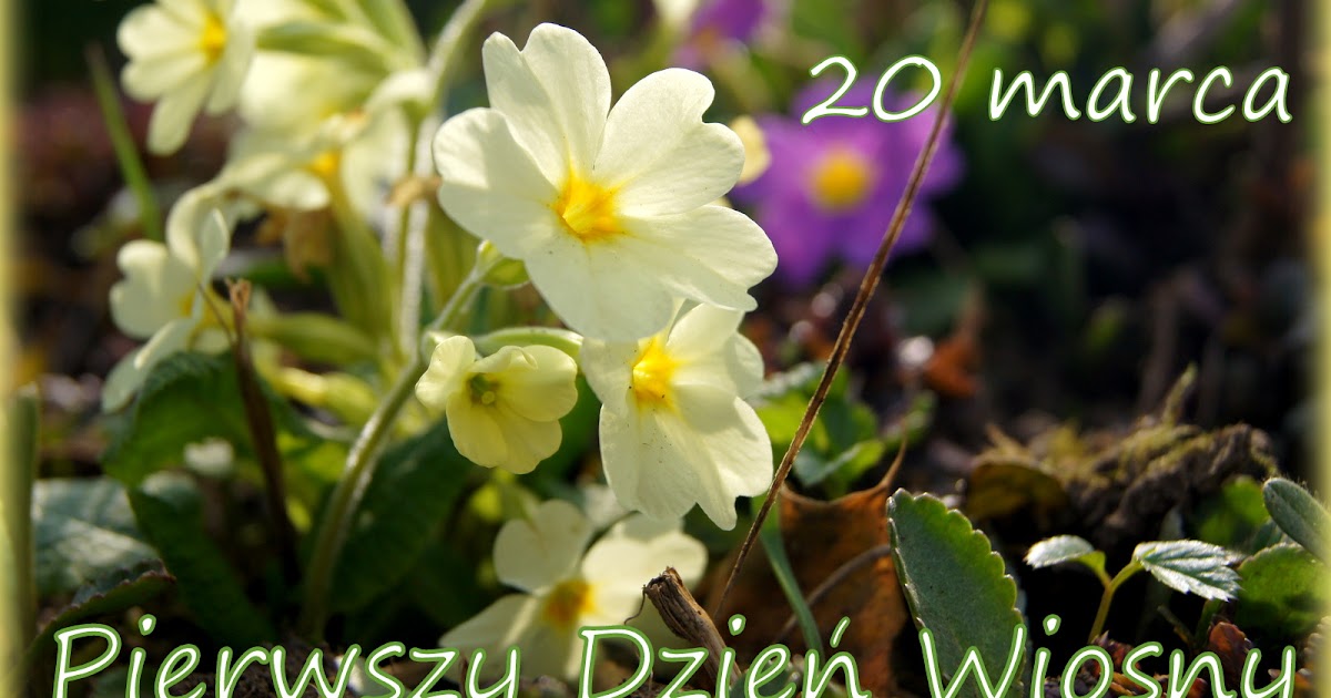 Znalezione obrazy dla zapytania 20 marca pierwszy dzien wiosny