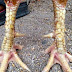 JENIS -JENIS KAKI DAN SISI AYAM BAIK TERBAIK