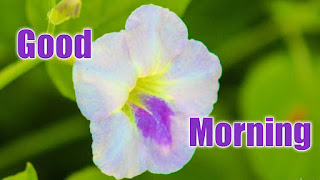 good morning good morning