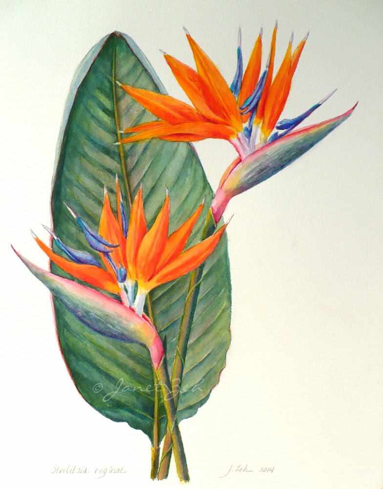 Zeh Original Art Blog Watercolor and Oil Paintings Bird of Paradise