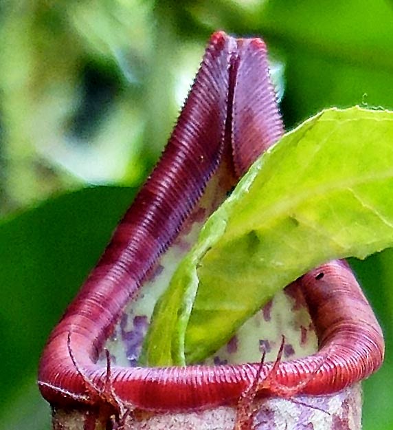 Stock Pictures Pitcher Plants