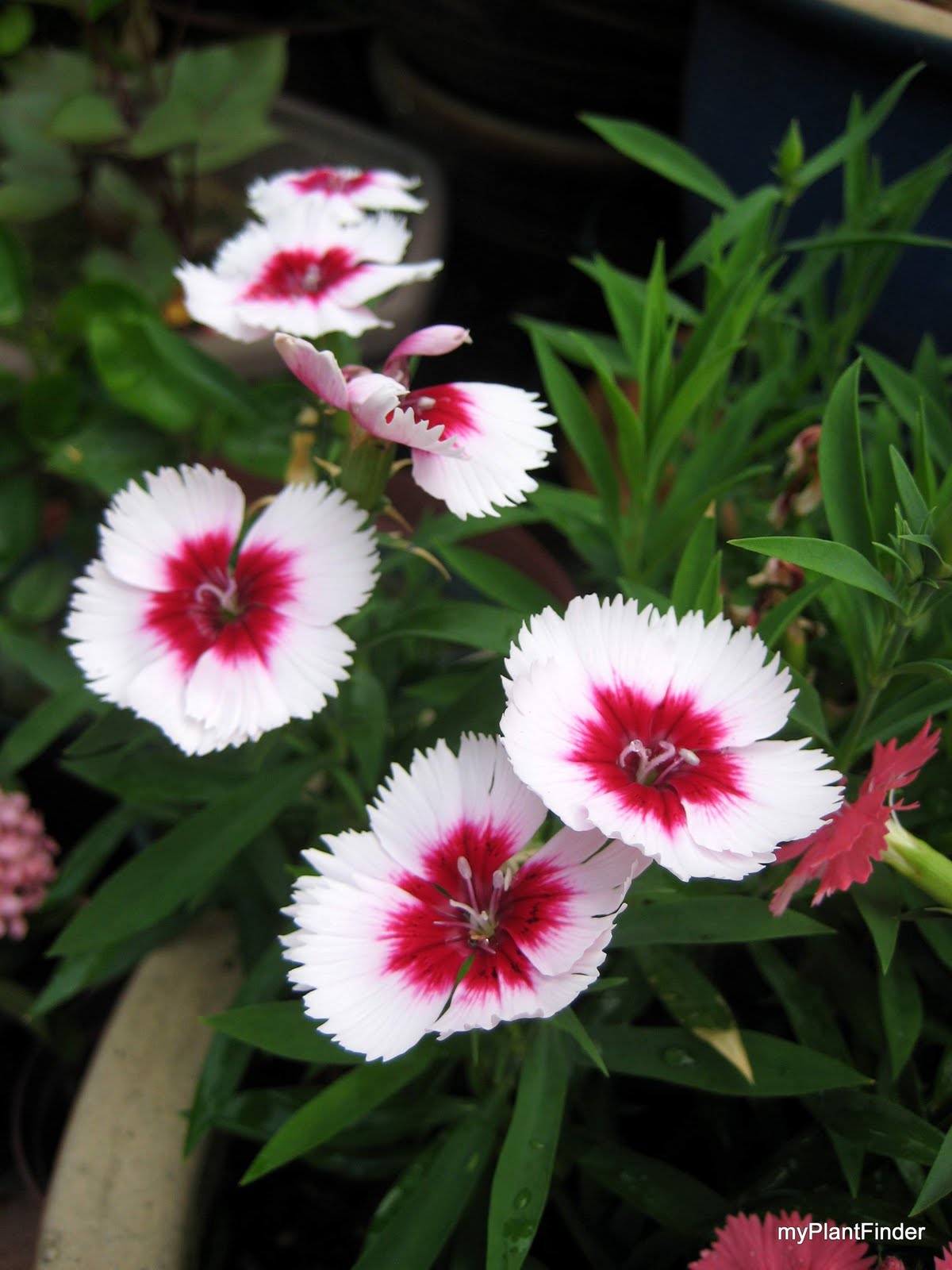 MY PLANT FINDER Plant Guide Dianthus chinensis