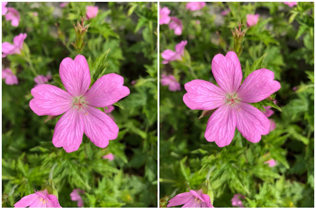 A pink flower in the centre of 2 images surrounded by leaves