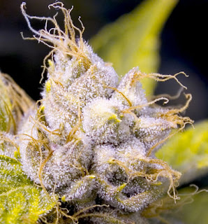 tricomas kush tricomas kush