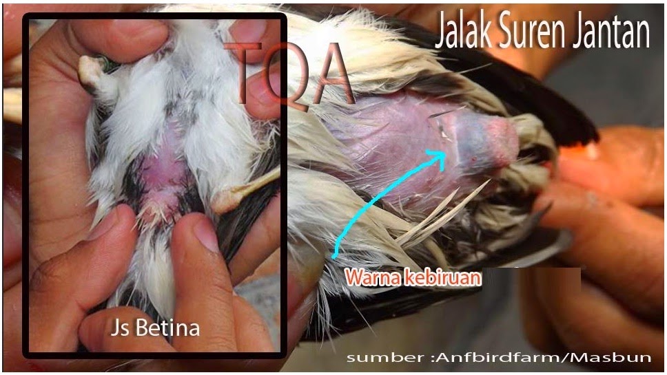 Cara membedakan jalak suren jantan dan betina Burung