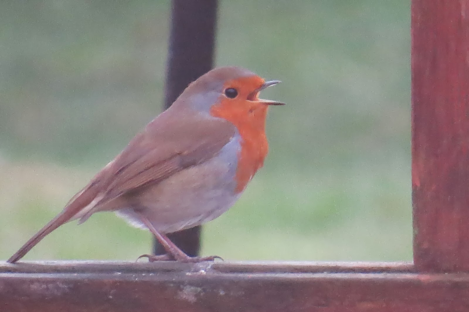 Appleton Wildlife Diary RSPB Big garden bird watch 2014