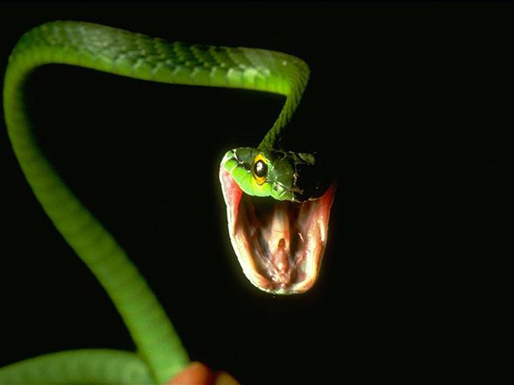 cute snake io cute snake io