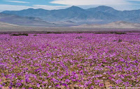 Fuente: https://www.atacamaphoto.com/atacama-desert-in-bloom/#437-atacama-desert-in-bloom-desierto-florido-chile/1687 Patas de guanaco en Atacama