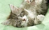 Maine Coon Cat Wallpapers