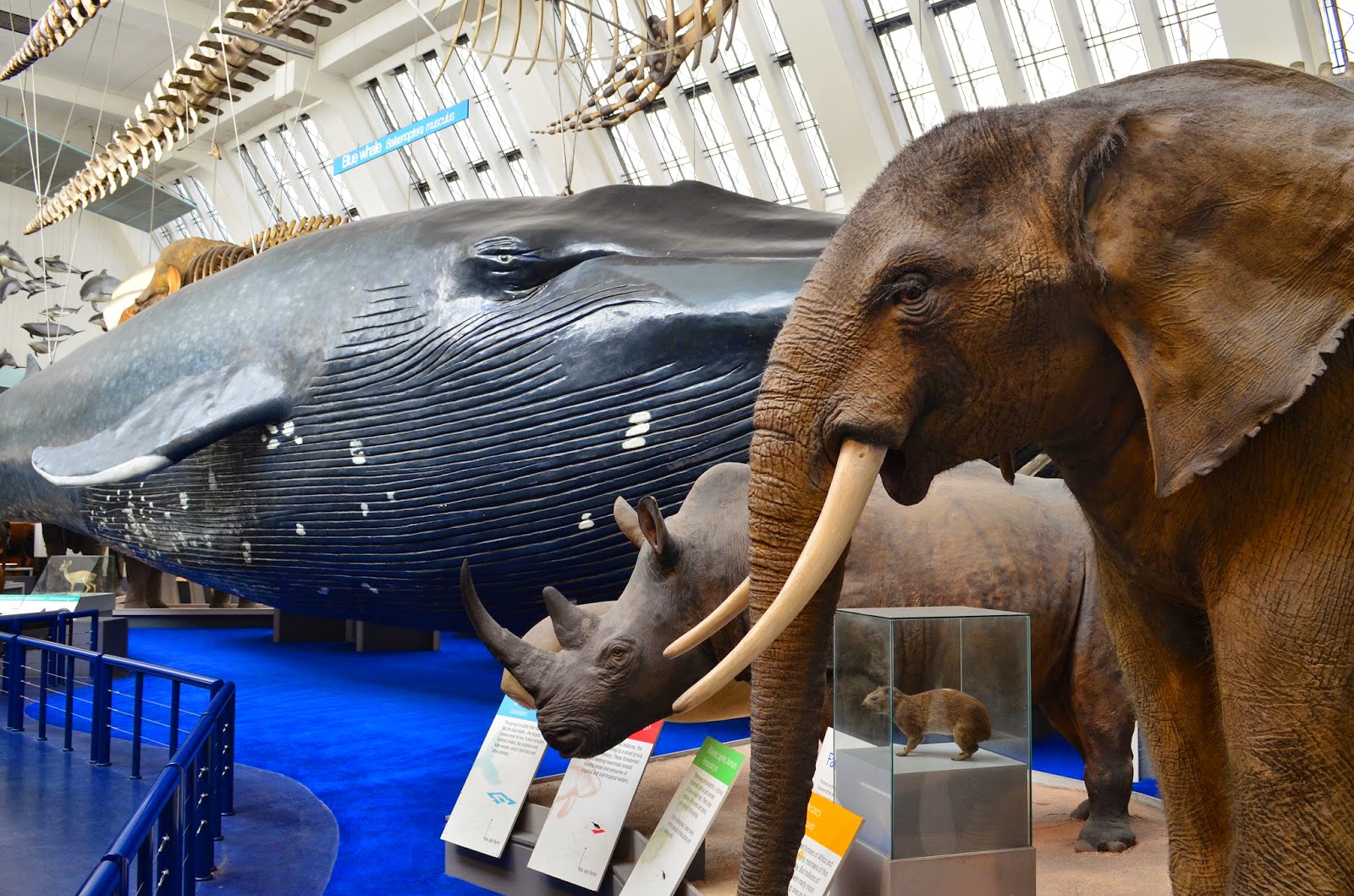 SECRETOS DE LONDRES - Blogs de Reino Unido - DIA 2. PLAN DE LA MAÑANA: HYDE PARK, NATURAL HISTORY MUSEUM Y TATE MODERN (6)