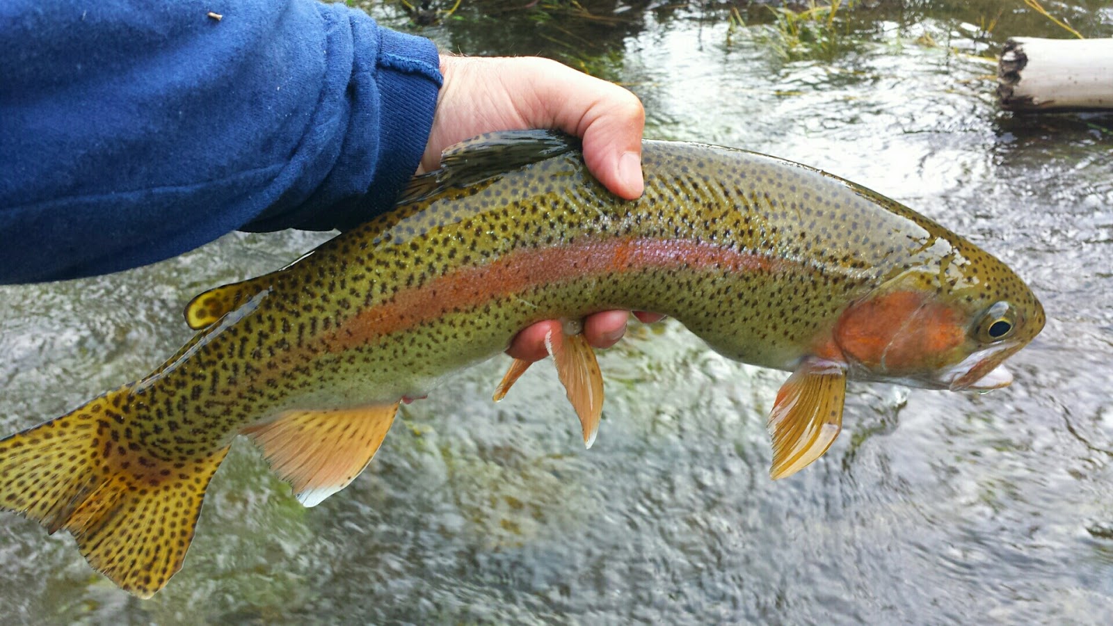 French creek fly fishing Clearance