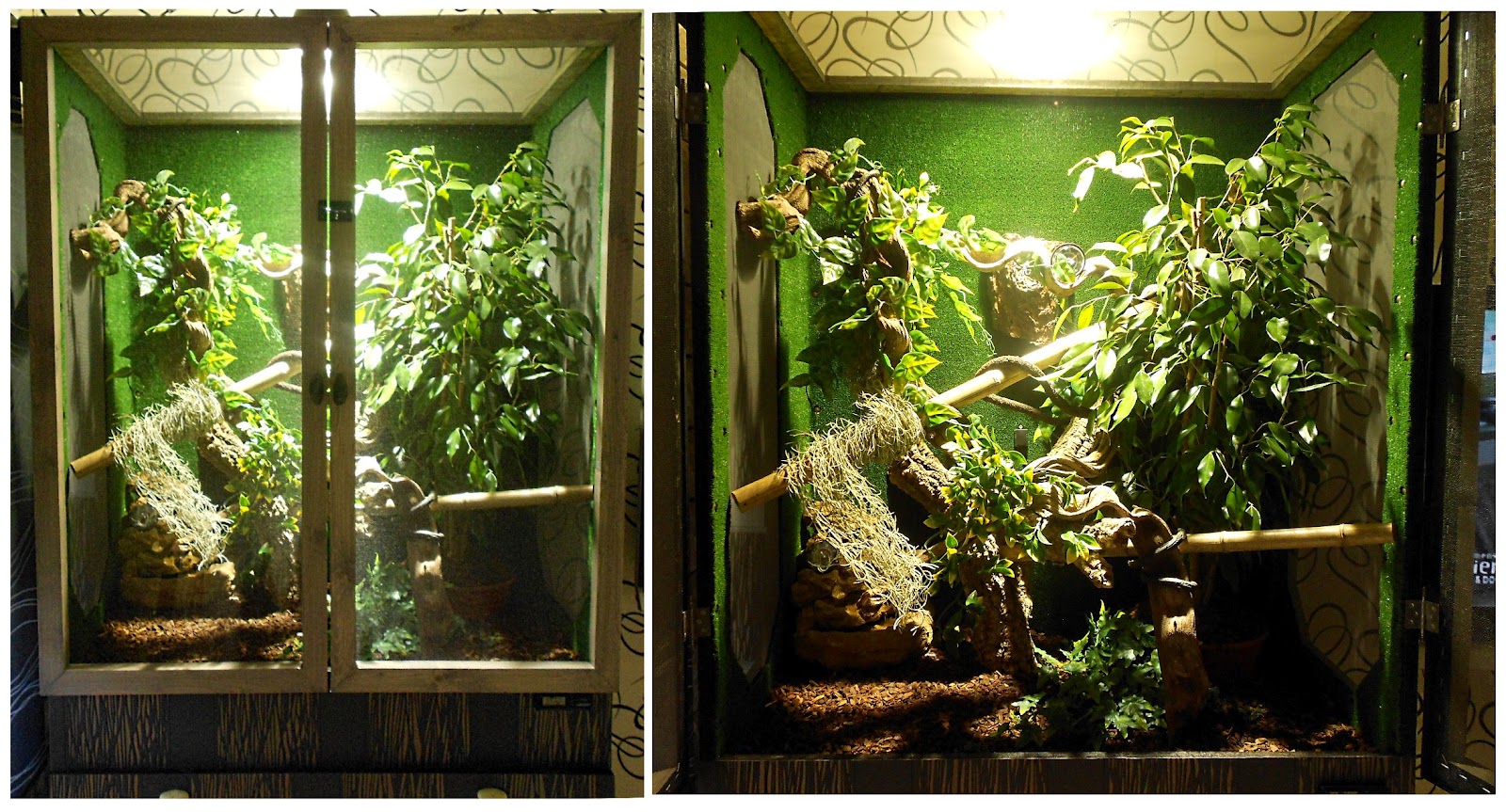 Les lézards d�Eric et Sandrine Terrarium arboricole. Les lézards d�Eric et Sandrine Terrarium arboricole.