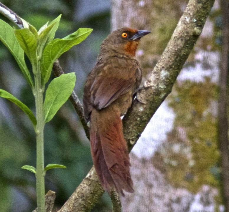 Orange-eyed Thornbird