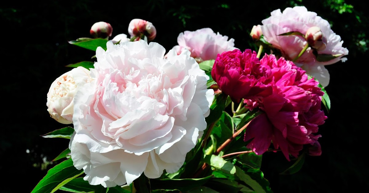 HOW TO GROW PEONIES The Garden of Eaden