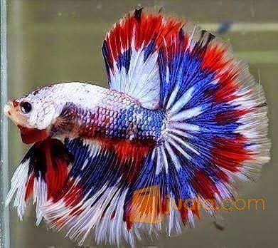 Jual Ikan Cupang Hias