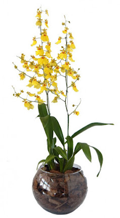 Orquídea oncidium na taça...