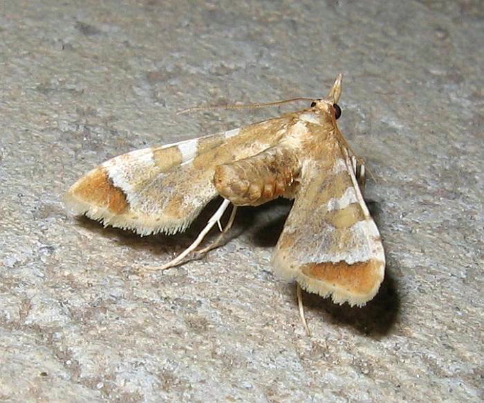 Esperance Fauna: Eggfruit Caterpillar Moth - Sceliodes cordalis