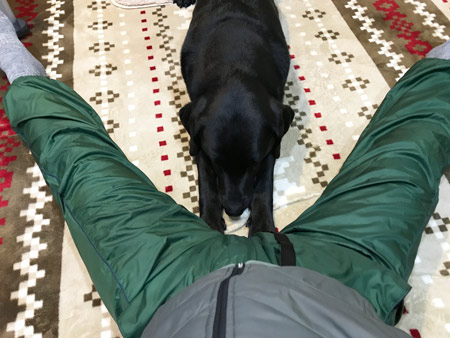 ニコ 専務取締役 世知辛い日本の犬事情 緩くなり始めるイスラム圏の犬事情 飼い主から逃げる黒い犬の事情