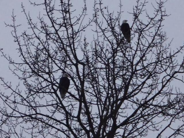 Bald eagles in a tree in Vancouver