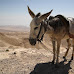 Pakistani border troops stop bombing attack from explosives-laden donkey