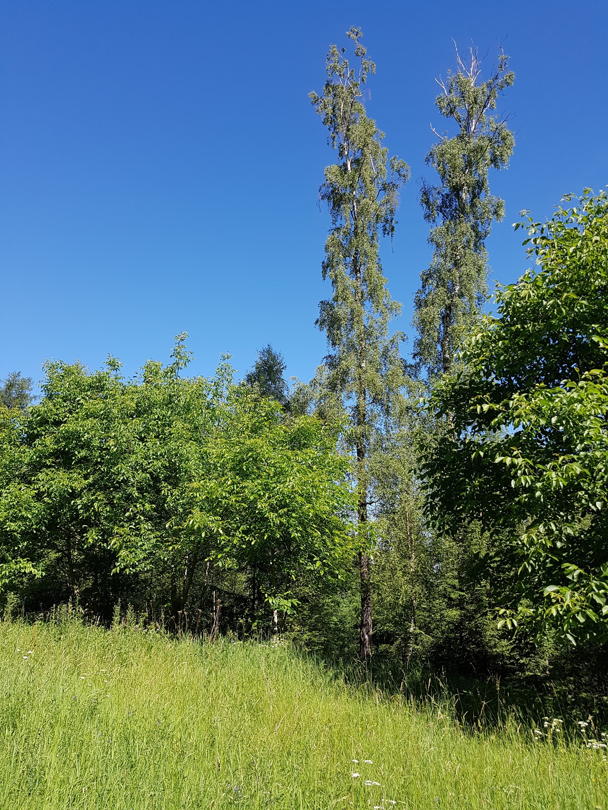 Der Baernfelser Und Die Seinen August 2015