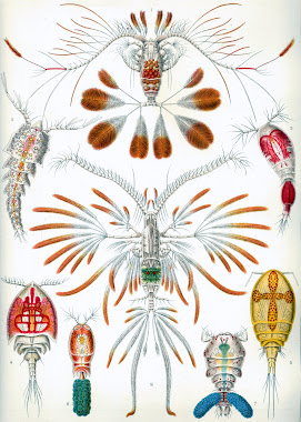 Ernst Haeckel botanical chart