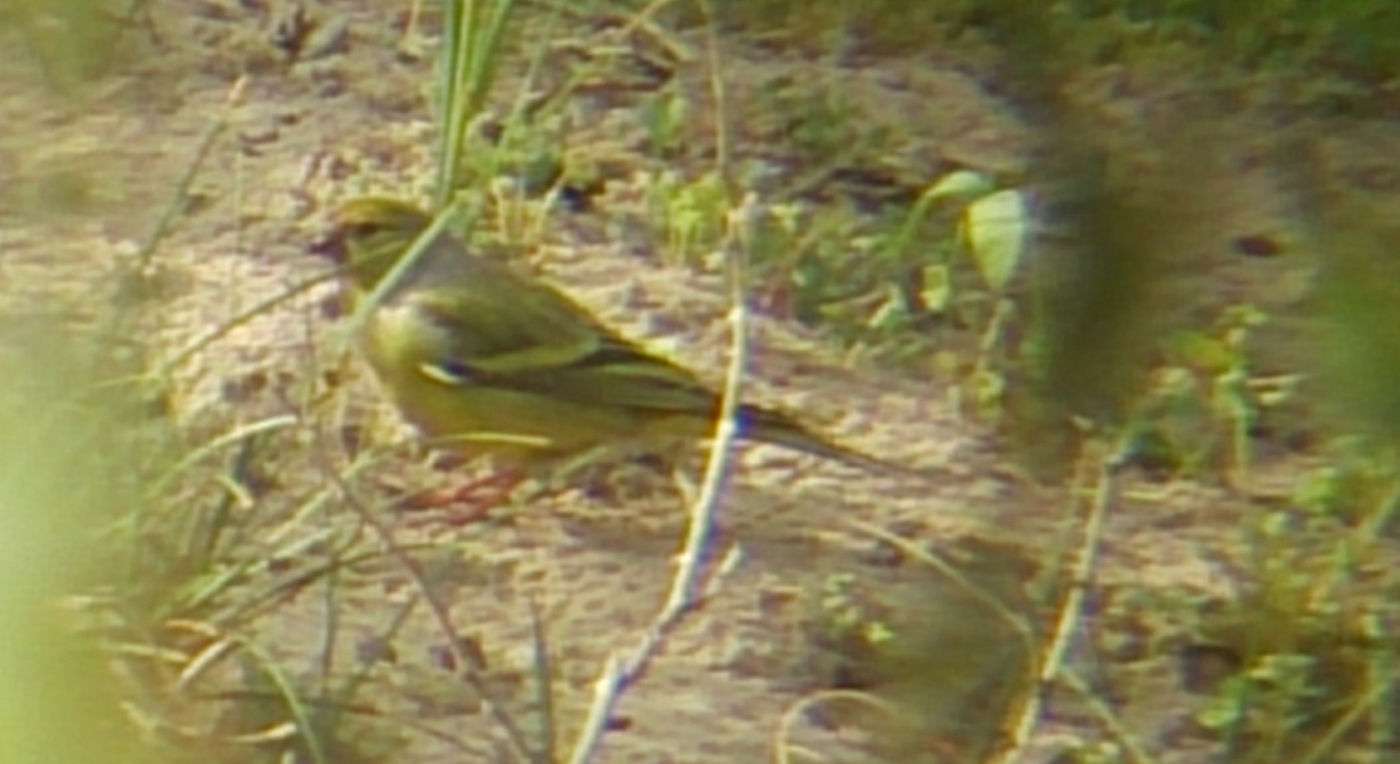 CITRIL FINCH-HOLKHAM PINES-NORFOLK-10TH MAY 2015