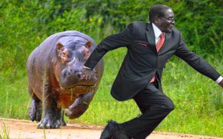 Mugabe chased by hippopotamus as he takes a fall Mugabe chased by hippopotamus as he takes a fall via geniushowto.blogspot.com #mugabefalls memes