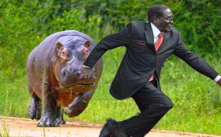 Mugabe chased by hippopotamus as he takes a fall via geniushowto.blogspot.com #mugabefalls memes