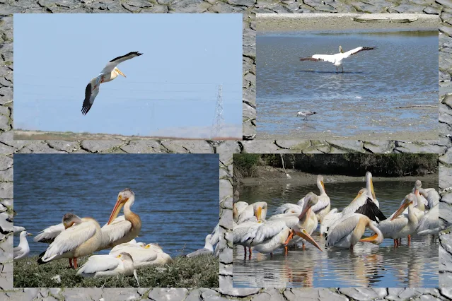 Birding in Palo Alto California - pelicans
