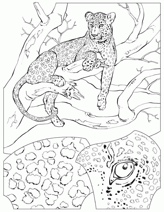 national geographic coloring pages of animals - photo #16
