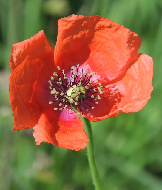 AMAPOLAS